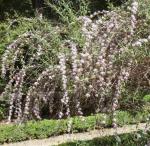 Schmalblätt. Schmetterlingsstrauch - Buddleja alternifolia