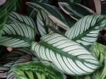 : - Calathea majestica