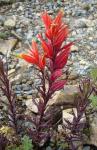: - Castilleja irasuensis