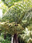 : - Caryota obtusa