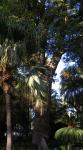 : - Ceiba pubiflora