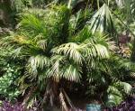 : - Chamaedorea cataractarum