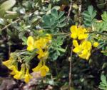 : - Sesbania emerus