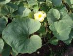 Riesen-Kürbis - Cucurbita maxima