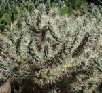 : - Cylindropuntia tunicata