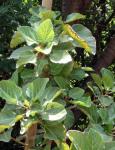 Maulbeer-Feige - Ficus sycomorus