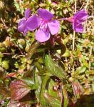 : - Centradenia floribunda