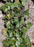: - Hedera maderensis