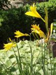 Gelbe Taglilie - Hemerocallis lilioasphodelus