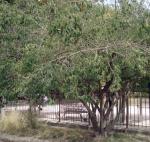 : - Lonicera maackii var. maackii