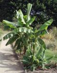 Japanische Faserbanane - Musa basjoo