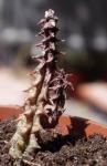 : - Quaqua mammillaris