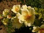 Chinesische Gold-Rose - Rosa hugonis