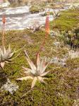 : - Aloe conifera