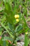 : - Crotalaria stipularia
