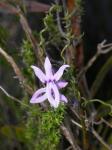 : - Cyphia volubilis