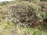 Balsam-Wolfsmilch - Euphorbia balsamifera