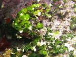 : - Halimeda tuna