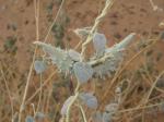 : - Daemia tomentosa