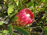 : - Protea obtusifolia