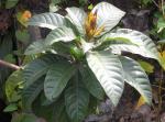 : - Barringtonia racemosa