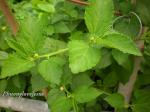 Langkapselige Jute-Corchorus olitorius