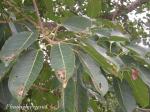 : - Ficus superba