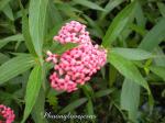 : - Arachnothryx leucophylla