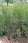 Grosses Meerträubel - Ephedra major