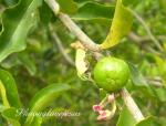 Westindische Kirsche - Malpighia emarginata