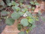 : - Trianthema portulacastrum