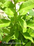 Sambung Nyawa - Gynura procumbens