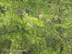 : - Feroniella lucida