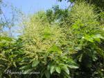Longane - Dimocarpus longan