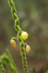 : - Chamaecrista basifolia
