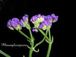 : - Limonium sinuatum