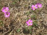 : - Oxalis drummondii