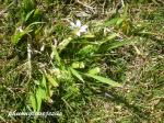 : - Sisyrinchium rosulatum