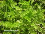 : - Chaerophyllum tainturieri