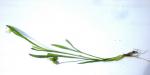: - Sisyrinchium albidum