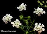 Gewöhnlicher Klettenkerbel - Torilis japonica
