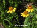 Purpur-Sonnenbraut - Helenium flexuosum