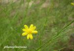 : - Amphiachyris dracunculoides