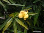 : - Barleria lupulina