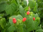 : - Malvaviscus arboreus var. drummondii