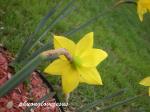 : - Narcissus pseudonarcissus subsp. major