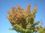 : - Pistacia chinensis