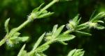 :-Galium virgatum