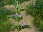 : - Dyschoriste linearis