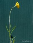 : - Tetraneuris linearifolia
